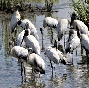 Wood Stork