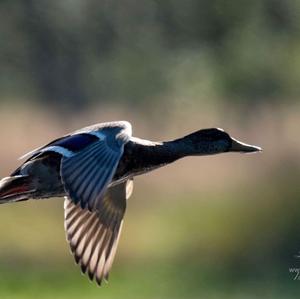 Mallard