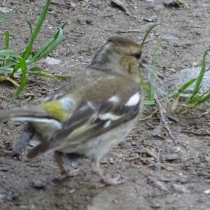 Eurasian Chaffinch