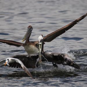 Brown Pelican