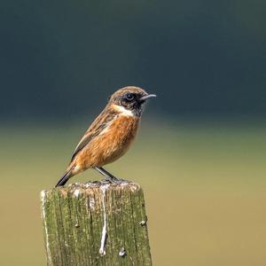 European stonechat