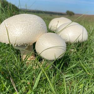 Horse Mushroom