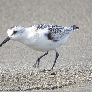 Little Stint