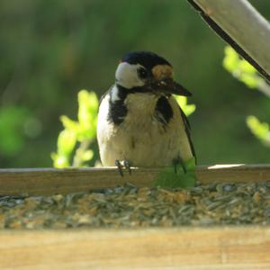 Great Spotted Woodpecker