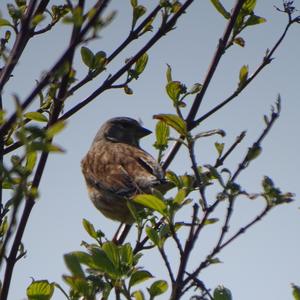 Eurasian Linnet