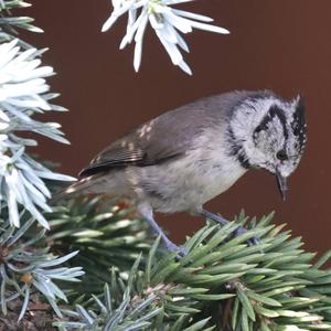 Crested Tit