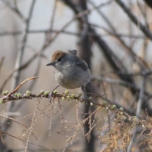 Blackcap