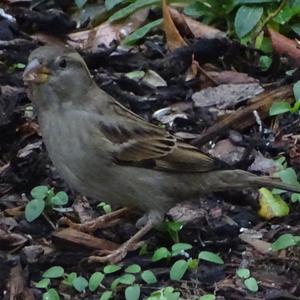 House Sparrow