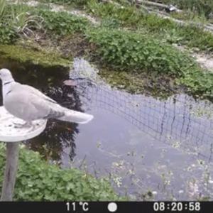 Eurasian Collared-dove