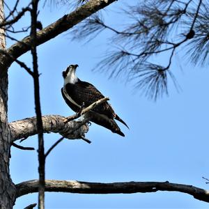 Osprey