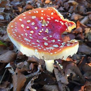 Fly Agaric