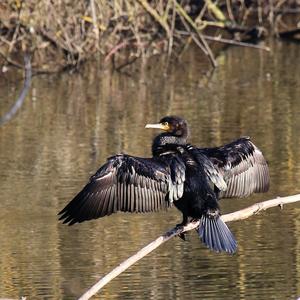 Great Cormorant