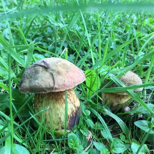 Lurid Bolete