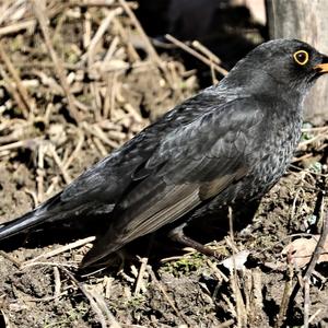 Eurasian Blackbird