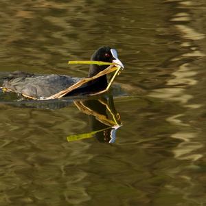 Common Coot