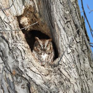 Eastern Screech-owl