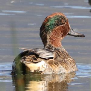 Common Teal