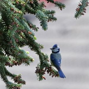 Blue Tit