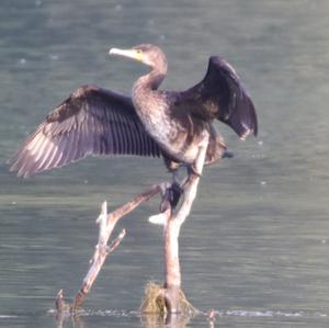 Great Cormorant