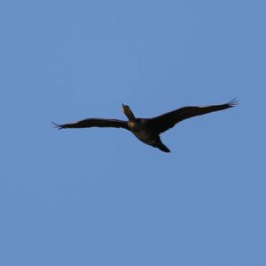 Great Cormorant