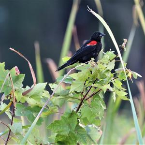 Red-winged Blackbird