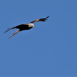 Red Kite