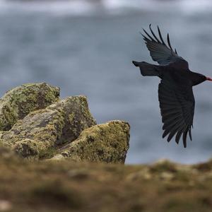 Red-billed Chough