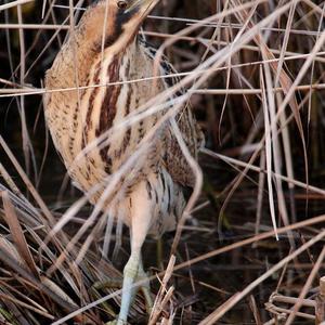 Great Bittern