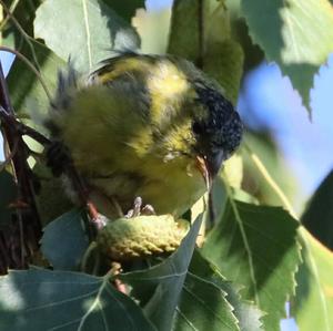 Eurasian Siskin