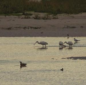 Eurasian Spoonbill