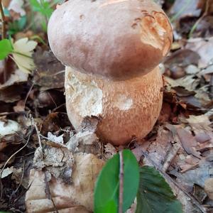 Summer Bolete