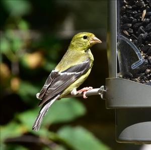 American Goldfinch