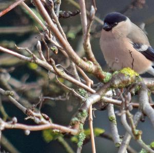 Eurasian Bullfinch