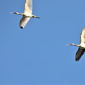 White Ibis