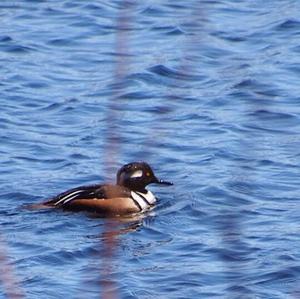 Hooded Merganser