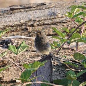 Black Redstart