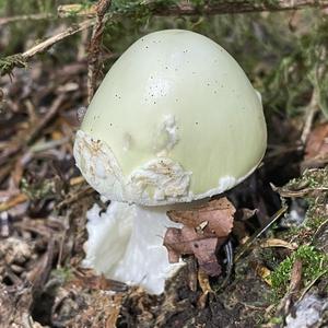 Gelber Knollenblätterpilz