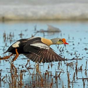 King Eider