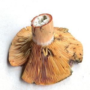 False Saffron Milk Cap