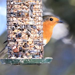 European Robin