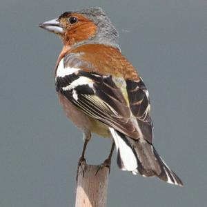 Eurasian Chaffinch