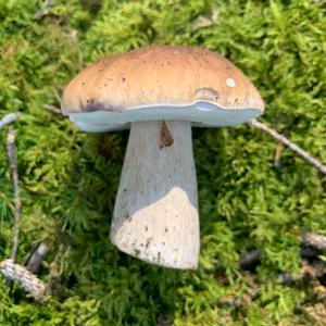 King Bolete