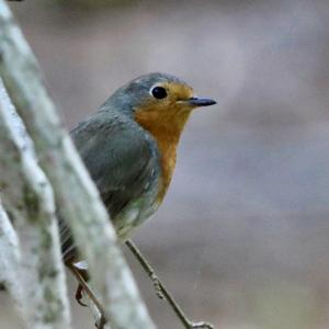 European Robin