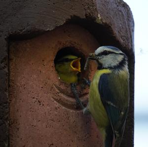 Blue Tit