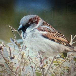 House Sparrow