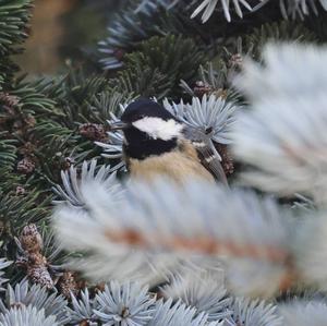 Coal Tit