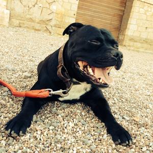 Staffordshire Bull Terrier