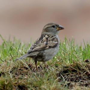 House Sparrow