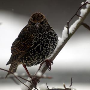 Common Starling