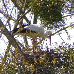 White Stork